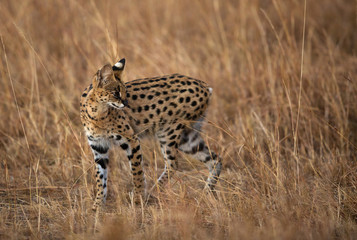 Serval Wild Cat during dusk at Masai Mara