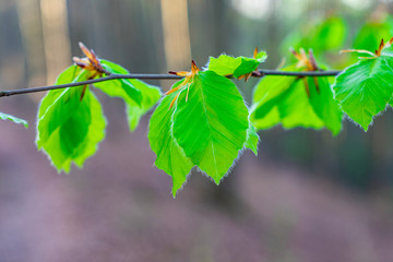 green leaves of a tree