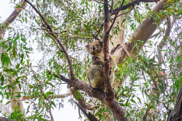 Cute Koala bear. Australian Koalas hanging in Eucalyptus tree branches. Close up of animal sitting, being lazy intrees. Rustic, dark, grey, green background.