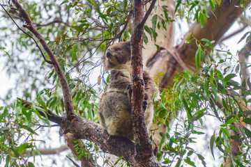 Cute Koala bear. Australian Koalas hanging in Eucalyptus tree branches. Close up of animal sitting, being lazy intrees. Rustic, dark, grey, green background.