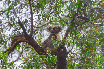 Cute Koala bear. Australian Koalas hanging in Eucalyptus tree branches. Close up of animal sitting, being lazy intrees. Rustic, dark, grey, green background.