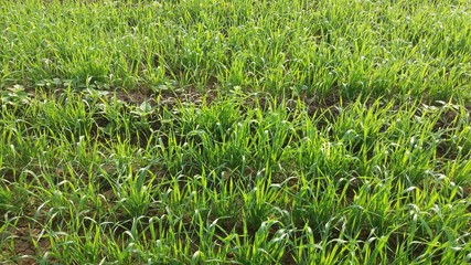 Wheat cultivation at early stage, young seedling, agriculture