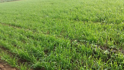 Wheat cultivation at early stage, young seedling, agriculture