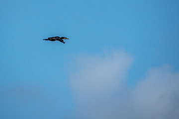 a black cormorant flies over a lake