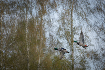 2male mallards flying side by side