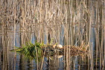 an abandoned clutch with 2 eggs is in the water