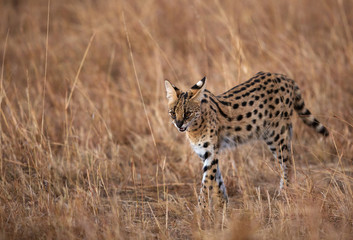 Serval Wild Cat  in the grassland of Masai Mara