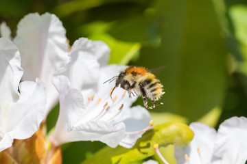Hummel fliegt weisse Rhododendron Blüte an