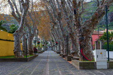 Obraz premium Avenue with trees in city of Machico village in the East end of Madeira