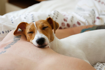 Emotional support animal concept. Man sleeping with jack russell terrier dog on top of him. Adult male and his pet lying together in bed. Close up, copy space, background.