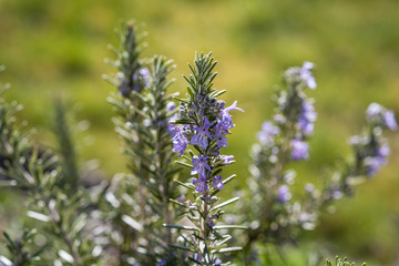 Rosmarin in voller Blüte