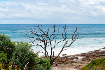 Fototapeta premium Tree branches with coastal background. Bare with no leaves, and blue sea. Driving through Great Ocean Road, Melbourne, Australia. Rocks, sand, mangroves, bushes, blue sky. 