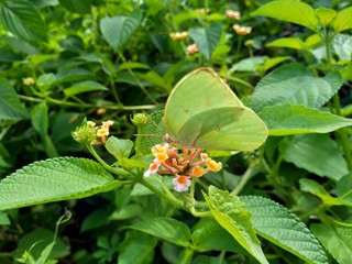 Lantana camara (common lantana, big sage, wild-sage, red sage, white sage, tick berry, West Indian lantana, umbelanterna) with natural backrgound