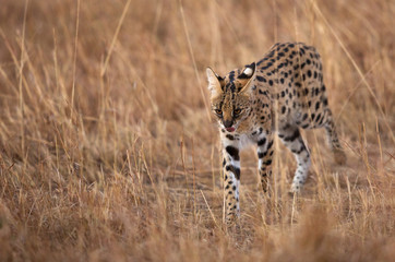 Serval Wild Cat moving in grasses of Masai Mara