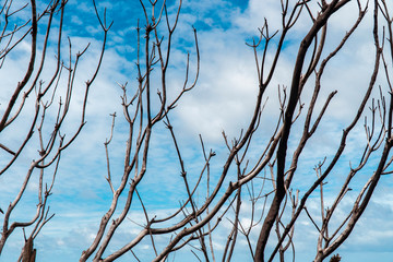 Tree branches with coastal background. Bare with no leaves, and blue sea. Driving through Great Ocean Road, Melbourne, Australia. Rocks, sand, mangroves, bushes, blue sky. 