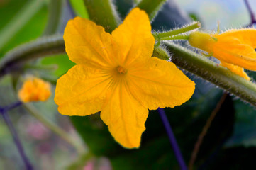 Macro flowers