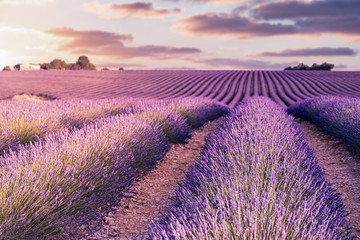 France, Provence Alps Cote d'Azur, Valensole Plateau, Lavender Field at sunrise