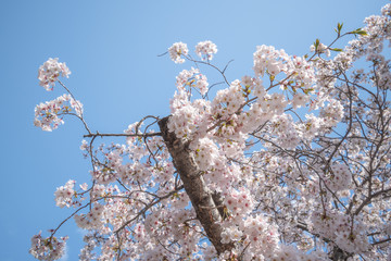 blooming cherry blossoms with blue sky background