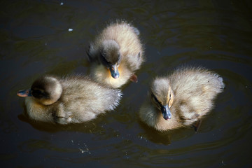Fluffy ducklings in a pond