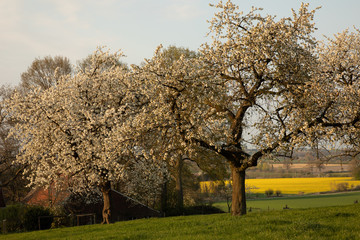 Kirschbaumblüte im Münsterland