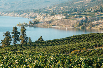 Okanagan Valley, vineyards near Penticton, British Columbia, Canada