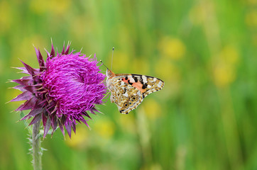 butterfly on thistle