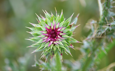 pink flower of a thistle