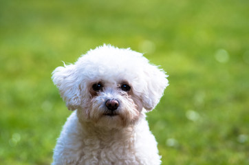 White fluffy Bichon Frise dog sitting down