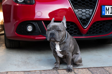 Unhappy dog doesn't like riding in the car and looks suspicious. 