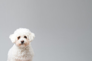 White fluffy Bichon Frise dog sitting down