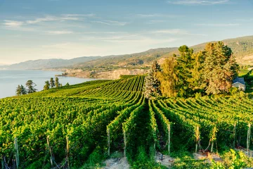 Tischdecke Okanagan Valley, vineyards near Penticton, British Columbia, Canada © ronnybas