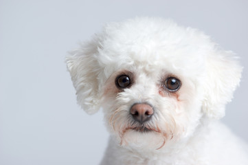 White fluffy Bichon Frise dog sitting down