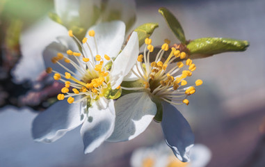 Delicate white cherry blossom. Spring holiday card