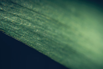 Natural texture of a fresh green leaf of lily