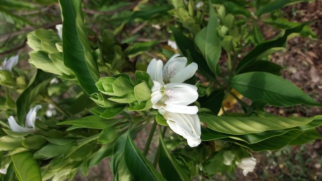 Justicia adhatoda flower, Malabar nut, adulsa, adhatoda, medicinal or herbal plant native to Asia