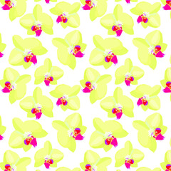 Flower yellow orchid on a white background. Botanical illustration a detailed image of an orchid flower. Cream orchids during flowering.