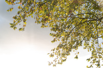 Silhouette of maple leaves (Platanus hispanica) in contrast to the sunset in southern Brazil