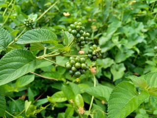 Lantana camara (common lantana, big sage, wild-sage, red sage, white sage, tick berry, West Indian lantana, umbelanterna) with natural backrgound