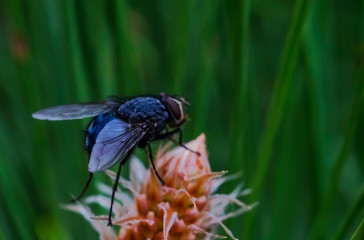 Fly macro photo. Blue fly in a natural habitat. Fly ns cone conifer. Wings, eyes, paws of a fly close-up. Macro photo of an insect