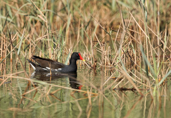 Common Moorhen