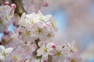 Obraz na płótnie Canvas Close up macro photo of English cherry blossom on a tree in spring