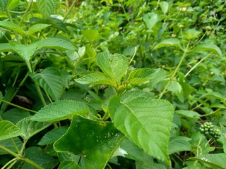 Lantana camara (common lantana, big sage, wild-sage, red sage, white sage, tick berry, West Indian lantana, umbelanterna) with natural backrgound