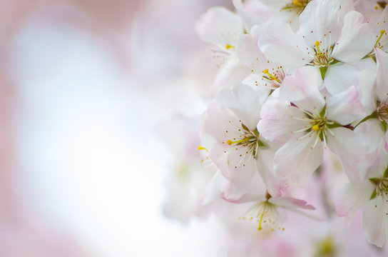 Close up macro photo of English cherry blossom on a tree in spring