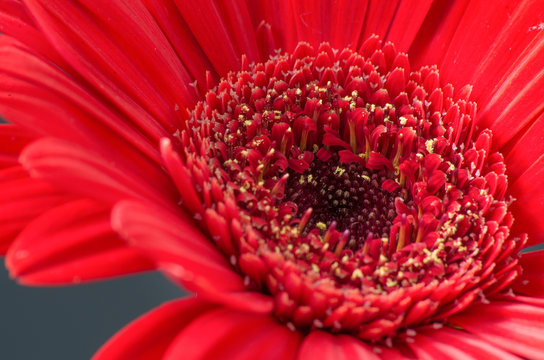 Close up macro photograph of a Gerbera flower