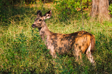 Female blue bull or nilgai is an asian antelope standing in the forest. Nilgai is endemic to Indian subcontinent. Ranthambore National park, Rajasthan, India