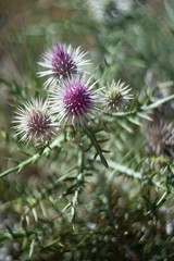 thistle flower in bloom