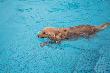 Golden retriever swimming and playing in the pool