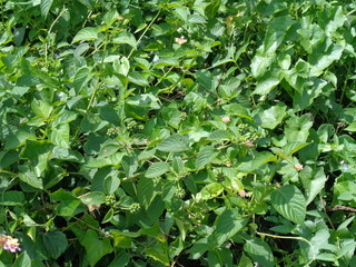 Lantana camara (common lantana, big sage, wild-sage, red sage, white sage, tick berry, West Indian lantana, umbelanterna) with natural backrgound