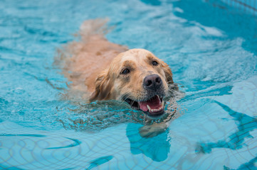 Golden retriever swimming and playing in the pool