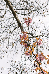 autumn tree branches with flowers 